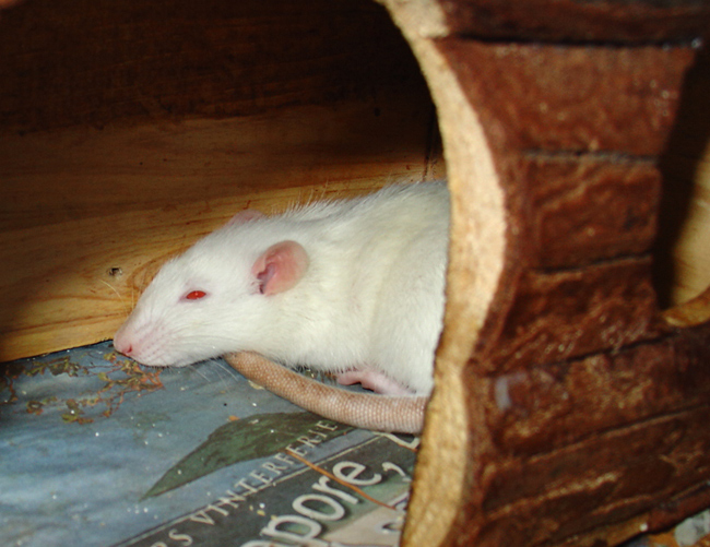 white rat with light brown nose