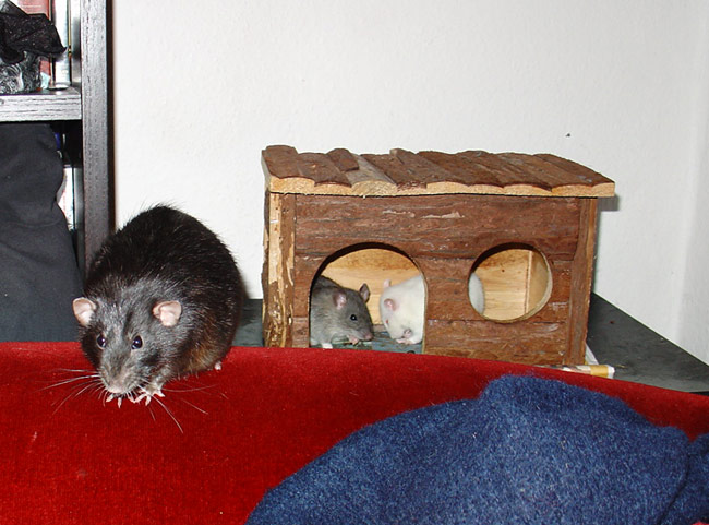 rats - Buzz and new ratties