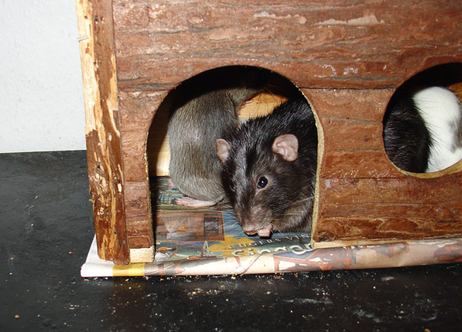 Cozy Buzz & small rats