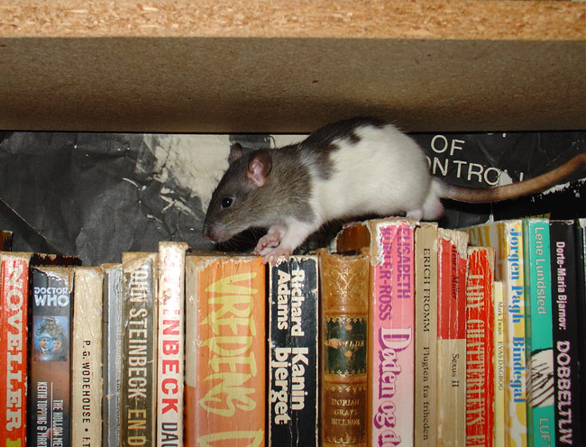 rat on book shelves - Morgon