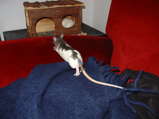 rat with big feet - Morgon