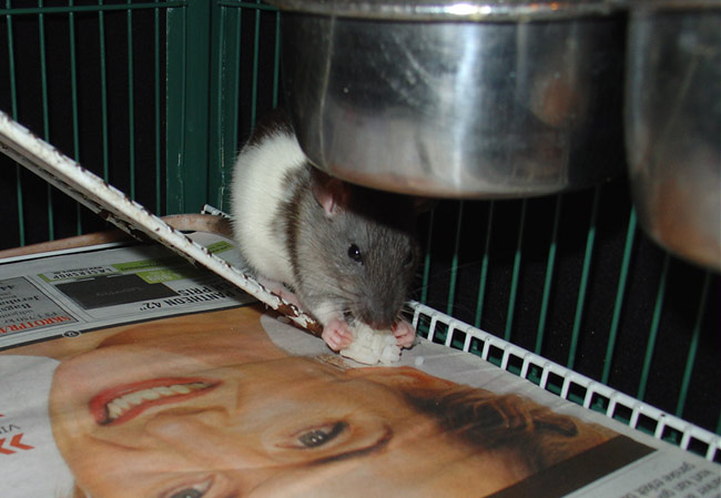 cute rat eating - Morgon