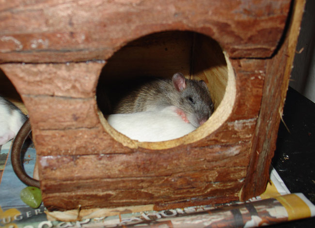 sleeping rats - Tuvok