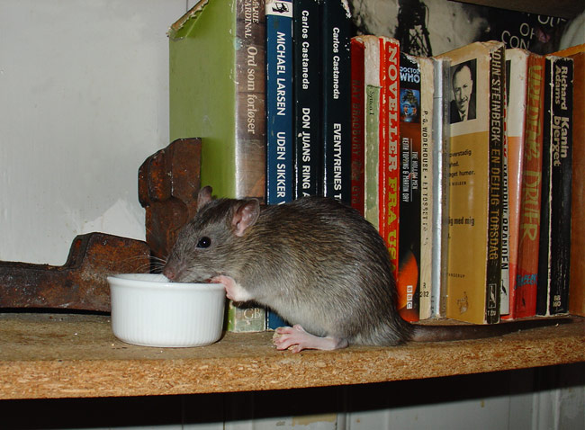 rat eating creditcard