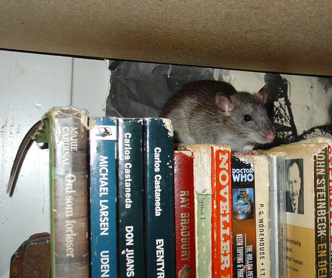 my rat Tuvok on books