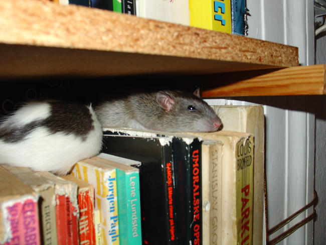 my rat Tuvok sleeping on books