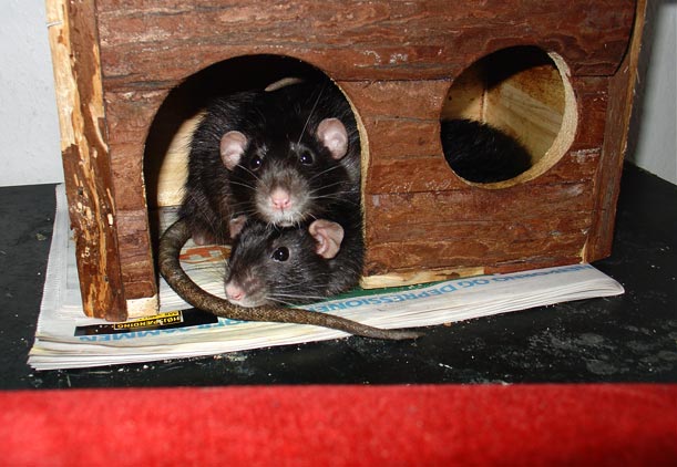rats being cozy