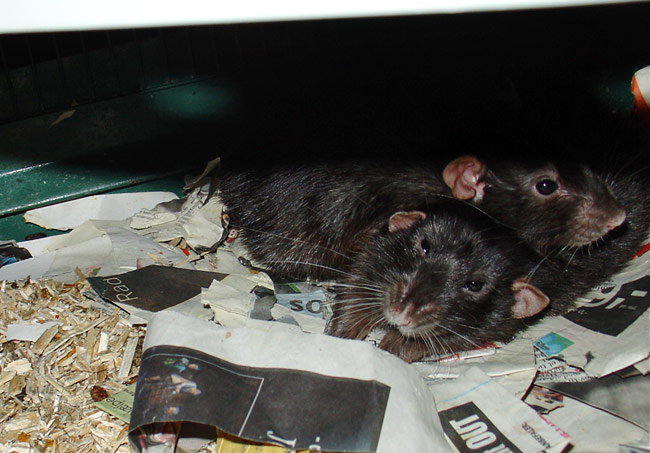 Buzz & Woody - my rats