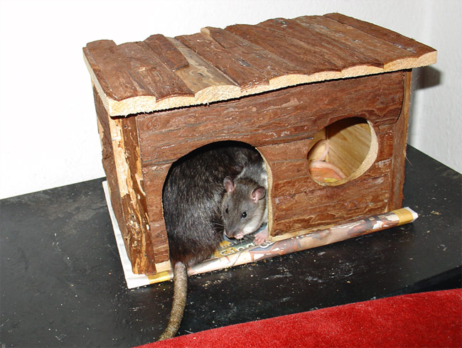 Rats - Buzz & Morgon