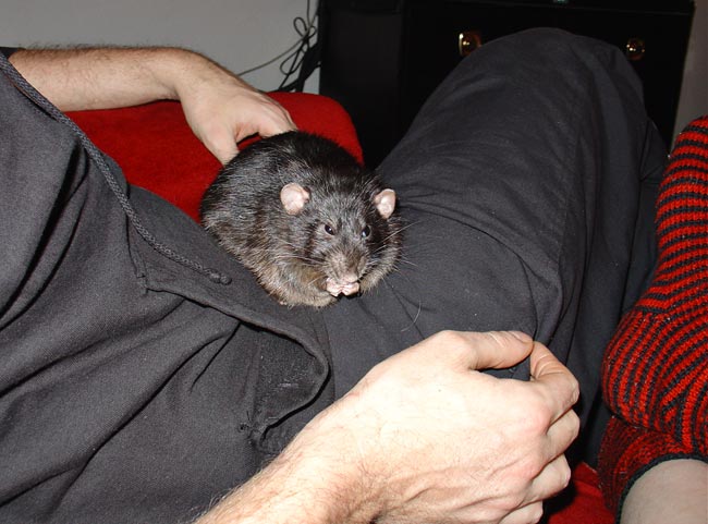rat being cozy