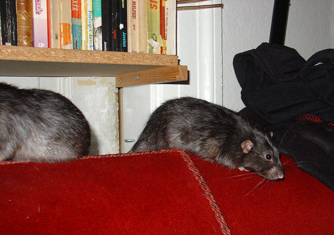 Cozy rat on sofa