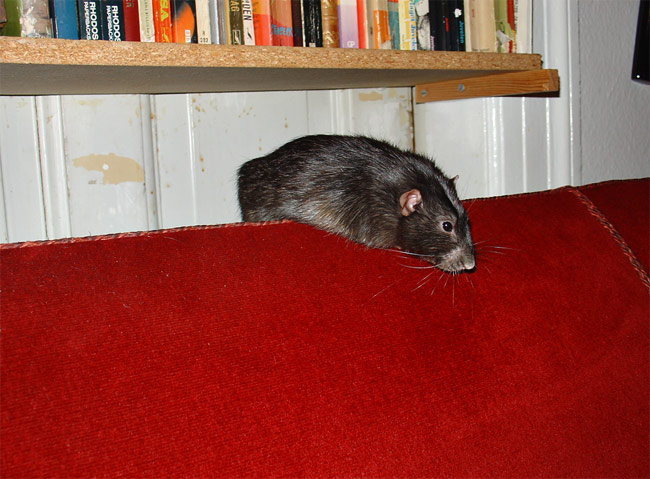 cozy rat on sofa