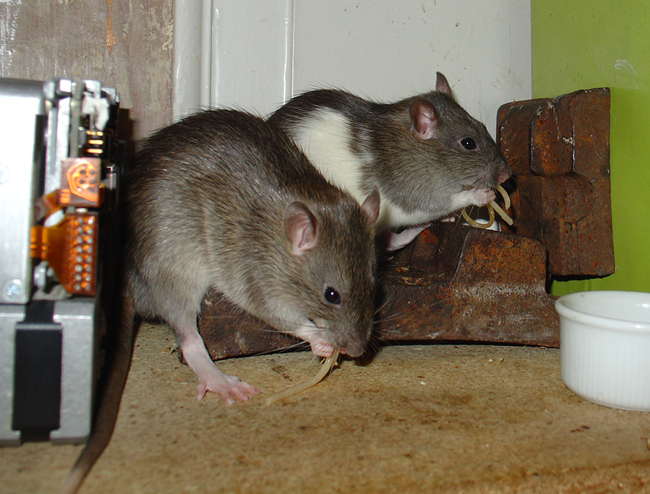 rats eating spaghetti