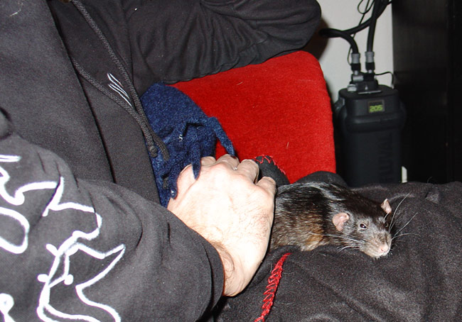 rat being enjoying being cuddled