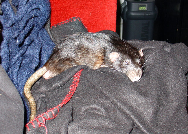 rat being cozy