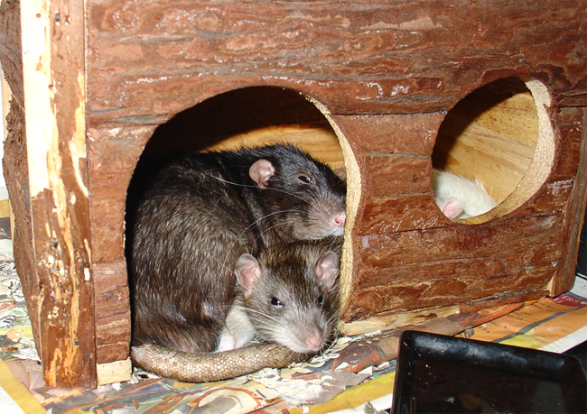 rats sleeping