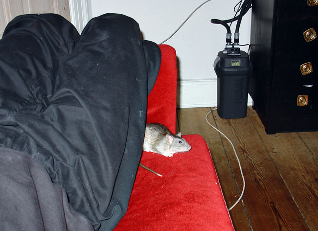Tuvok-rat on sofa