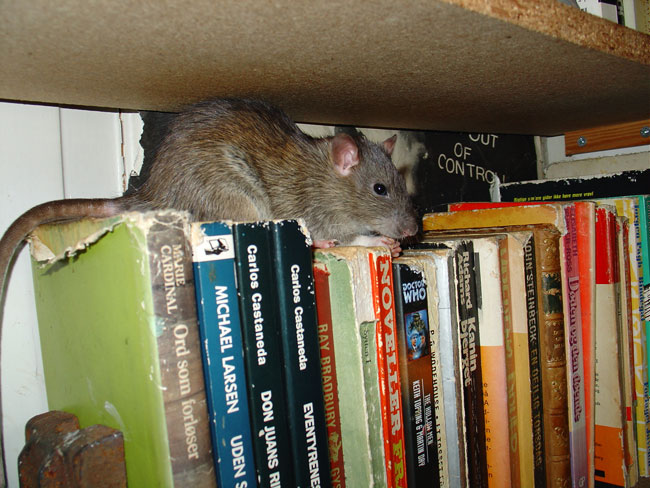 Tuvok-rat on shelves