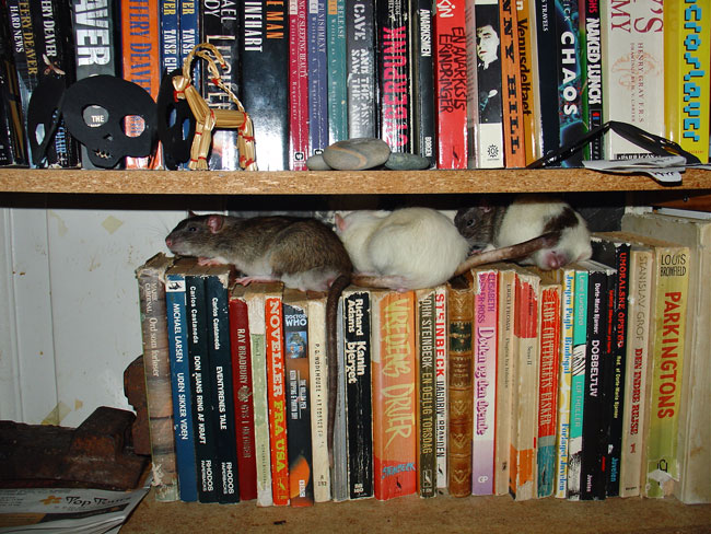 the rats on our book shelve