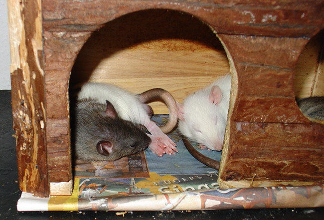 sleeping rats - Morgon & Blizzard