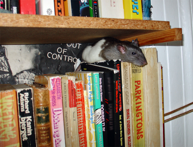 rat sleeping on books