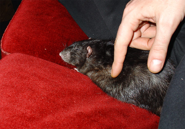 rat being cuddled