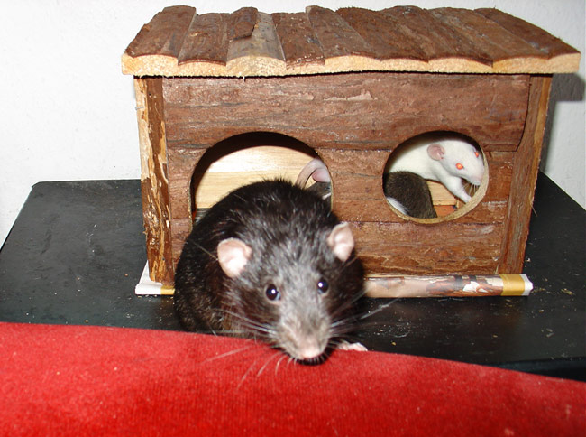 Curious Buzz & small rats