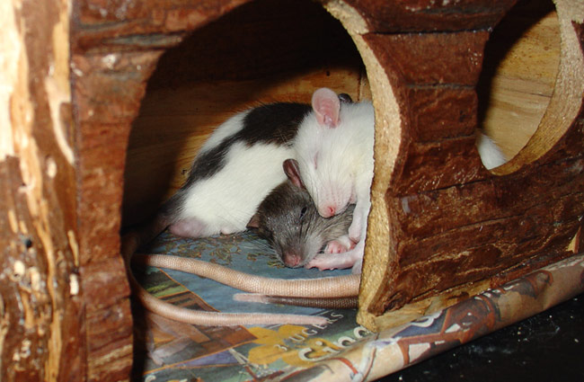 Cute sleeping rats
