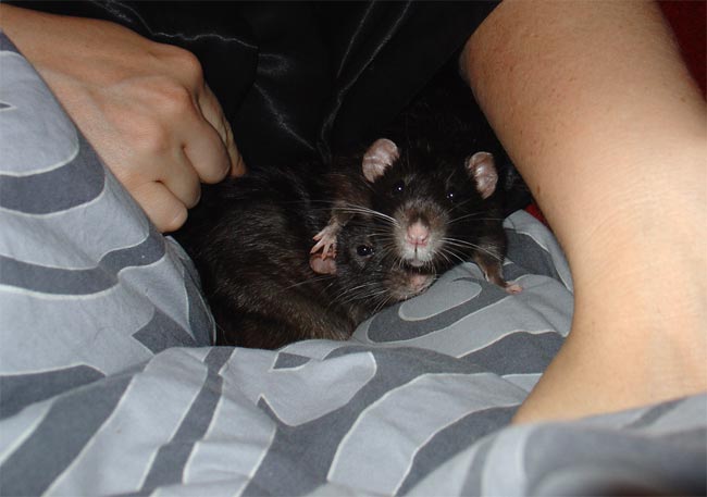 rat brothers Buzz & Woody