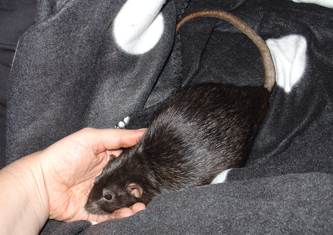cuddly rat