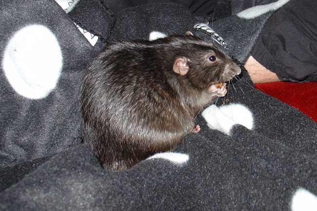 Rat - Buzz eating
