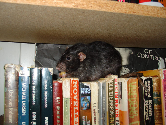 rat on book shelve eating