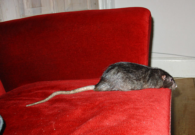 rat on sofa being social