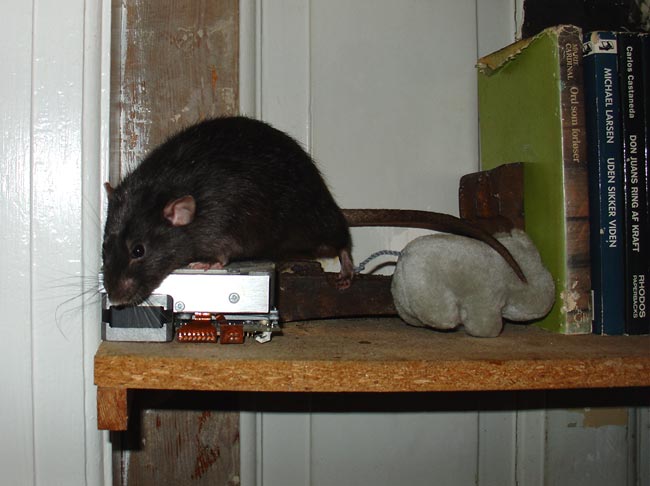 rat on shelve