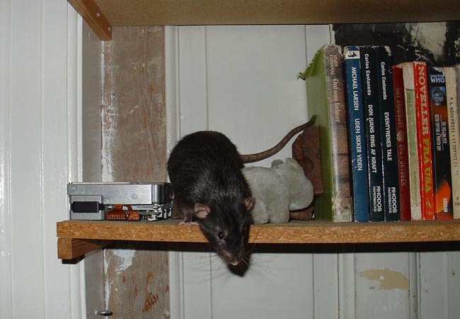 rat on shelve (Woody)