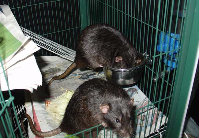 rats eating breakfast Buzz & Woody