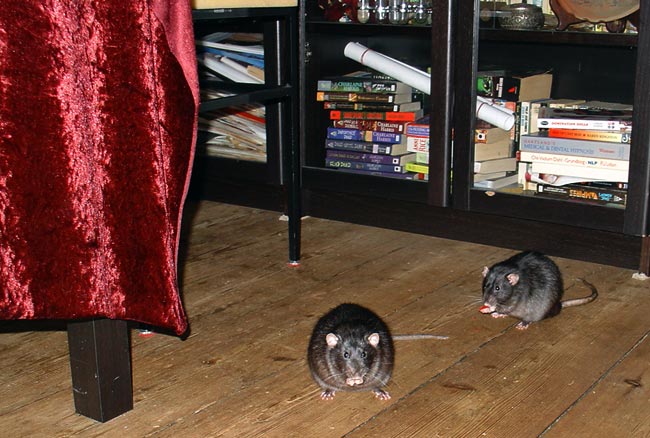 rats eating being cute