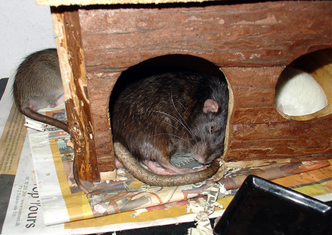 my rat Buzz sleeping