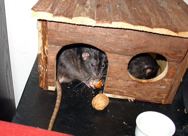 rats eating nuts in house